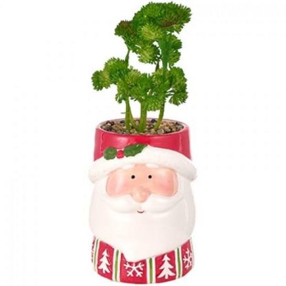 VASO BABBO