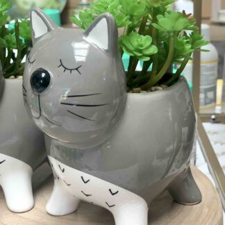 MONTEMAGGI GATTO PIANTINA